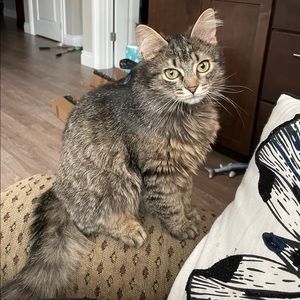 Meet your Posher, Nikole